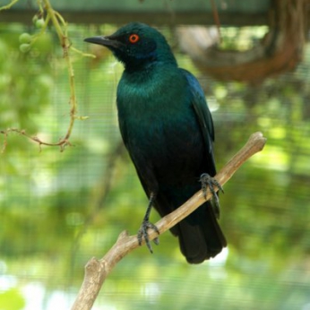 Blue Eared Starling