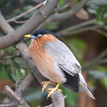 Brahminy Starling