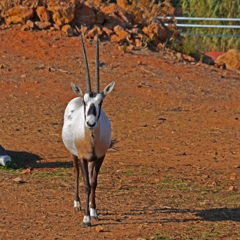 Arabian oryx