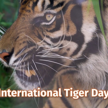 International tiger day